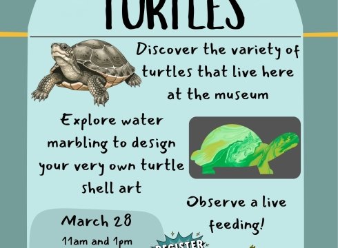 Tots- To- Teens: Turtles