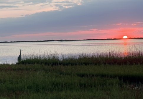 The Secret Life of Birds on Maryland’s Coast